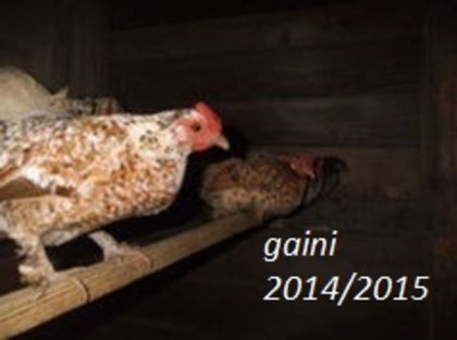 105184662_PWLEBJG3 - gainile mele pitice la gramada