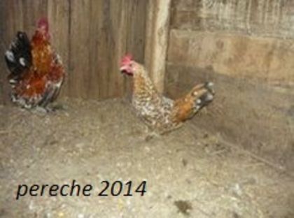 105184675_YXHVCKQ - gainile mele pitice la gramada