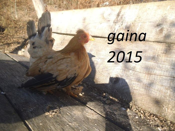 1916609_419726641558956_6436435690712762894_n - gainile mele pitice la gramada