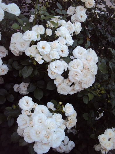 DSC09569 - Aspirin Rose