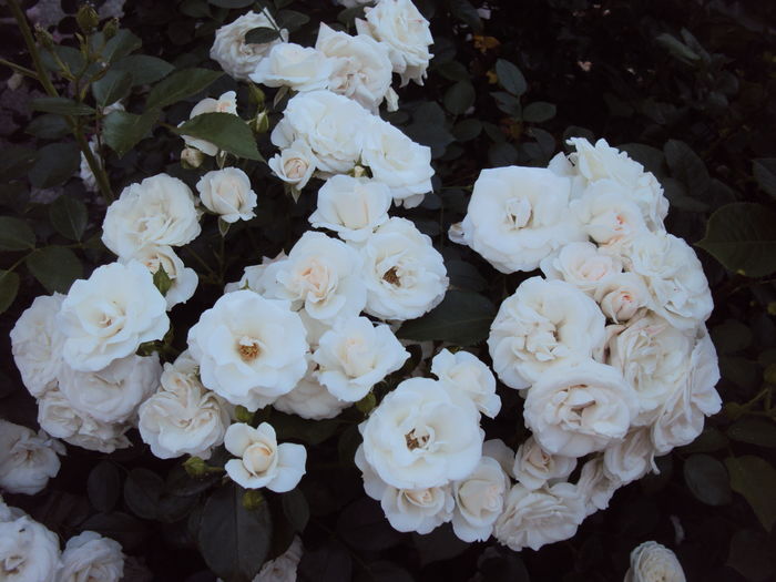 DSC09570 - Aspirin Rose