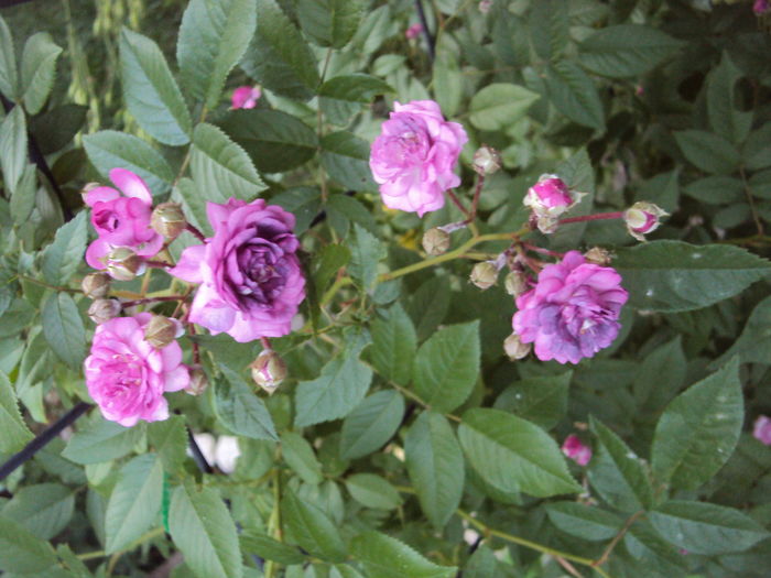 DSC09539 - Rosemary Viaud