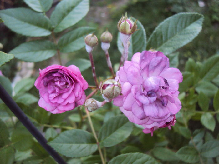 DSC09540 - Rosemary Viaud