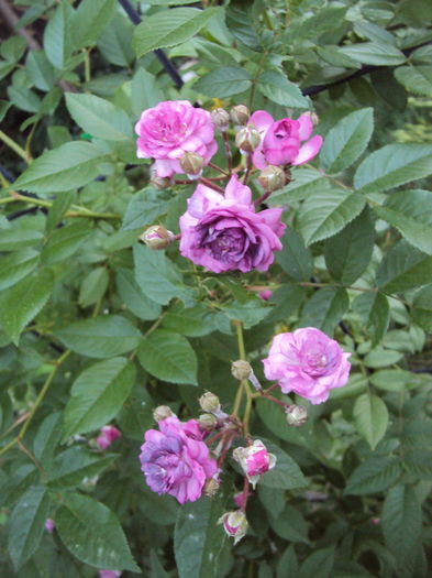 DSC09541 - Rosemary Viaud