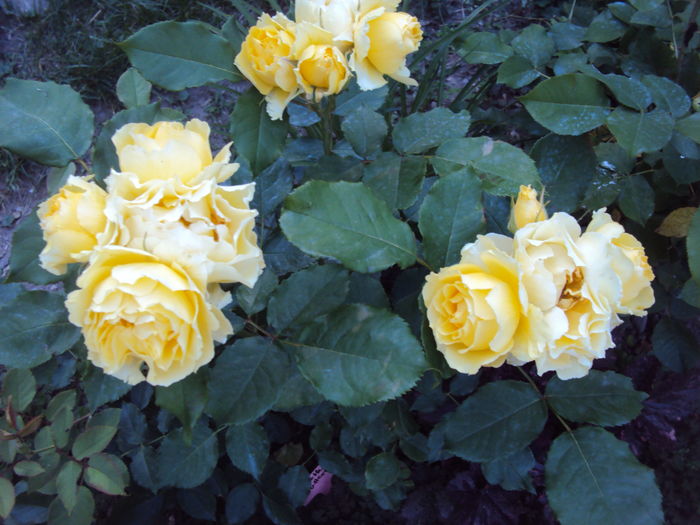 DSC09555
