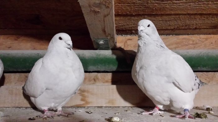 F-2015-10644&F-2012-21691