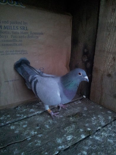 20160120_164526; femela 2014 sv
