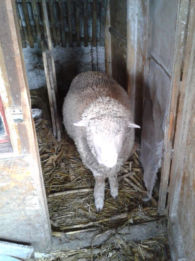 Fotografie0043 lola (2)