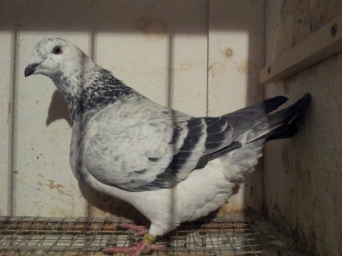 F 2015 - 91 Perechi standard 2016