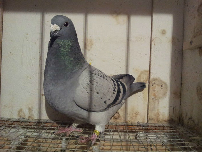 F 2015 - 91 Perechi standard 2016