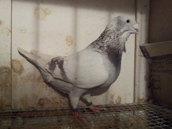 M 2012 - 91 Perechi standard 2016