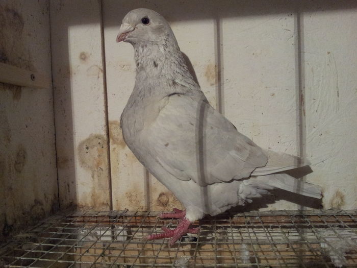 F 2015 - 91 Perechi standard 2016