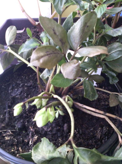 Helleborus niger; Achizionat in Ianuarie 2014. Cind va fi suficient dezvoltat, va fi plantat la umbra unui copac.
