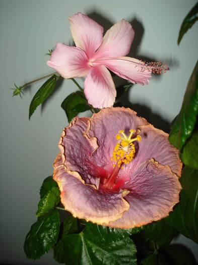 DSC04455 - HIBISCUS 2016