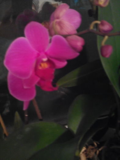 O frumoasa orhidee - Inflorii Orhidee2016