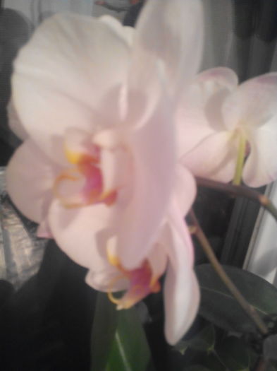 Batrana mea Orhidee - Inflorii Orhidee2016