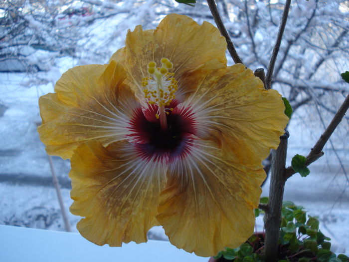 DSC04476 - Hibiscus Tahitian Dragon