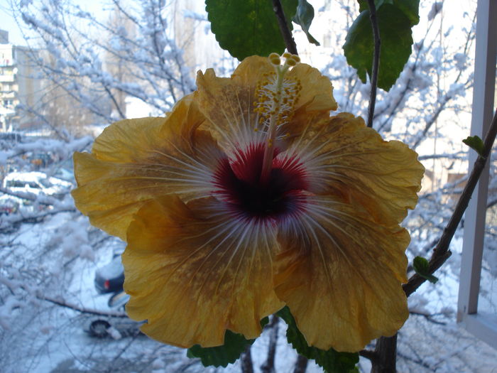 DSC04482 - Hibiscus Tahitian Dragon