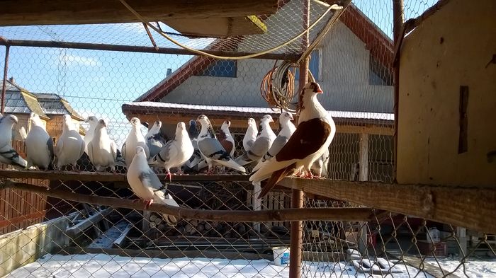 WP_20160123_15_14_26_Pro