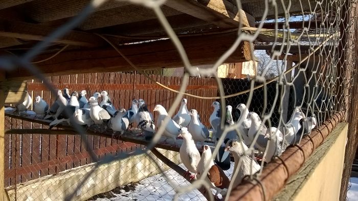 WP_20160123_15_14_51_Pro