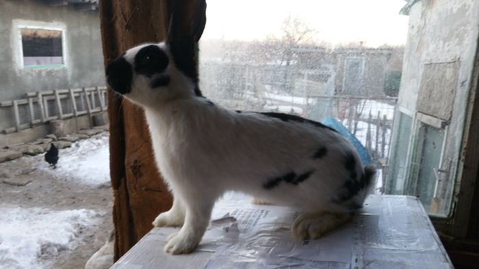 20160123_164332 - M1 pestrit pe negru