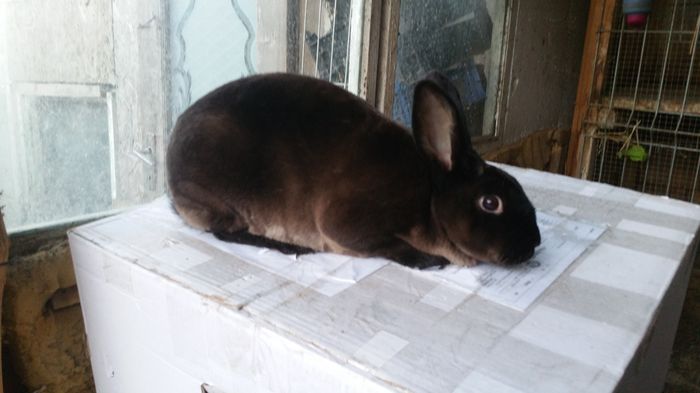 20160123_164642 - Fem 2 rex marder