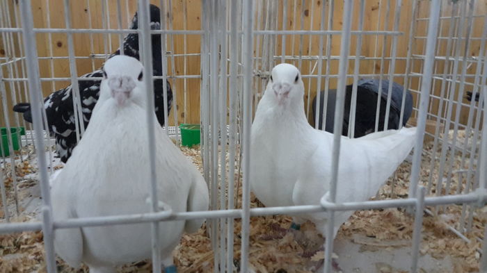 2016-01-23 16.07.58-3