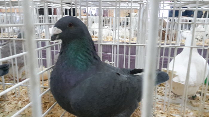 2016-01-23 16.09.51-3