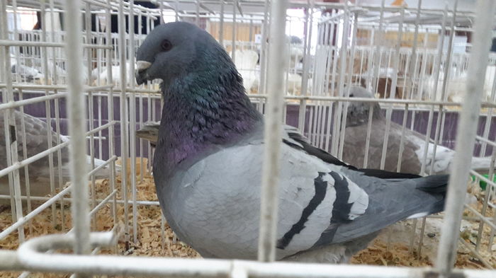 2016-01-23 16.09.59-7