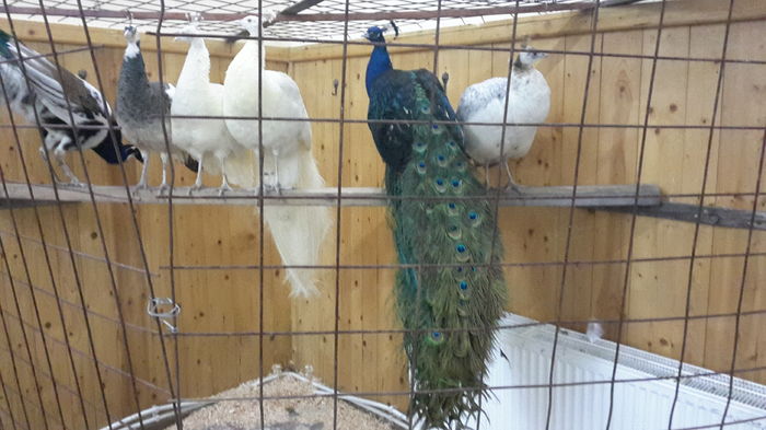 2016-01-23 16.13.33-1