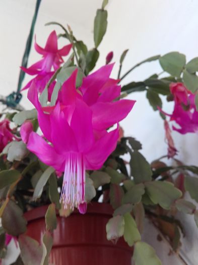 20160123_150153 - Schlumbergera