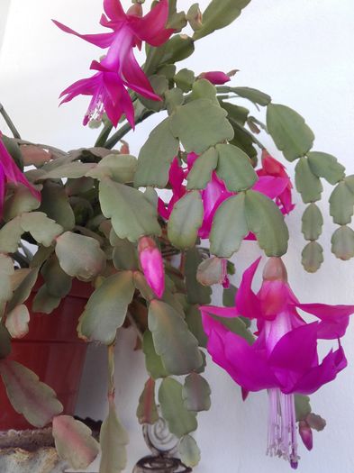 20160123_150144 - Schlumbergera