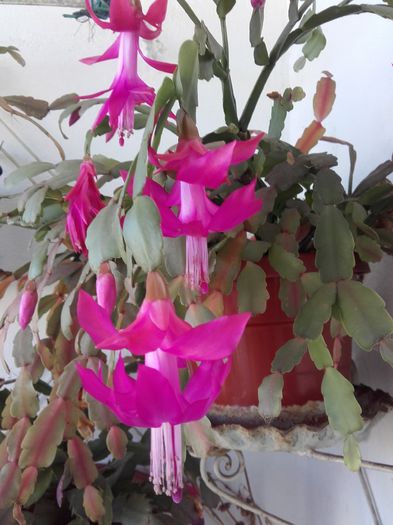 20160123_150134 - Schlumbergera