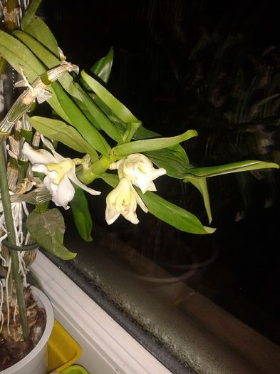 20160123_200526 - FLORILE ZAPEZII