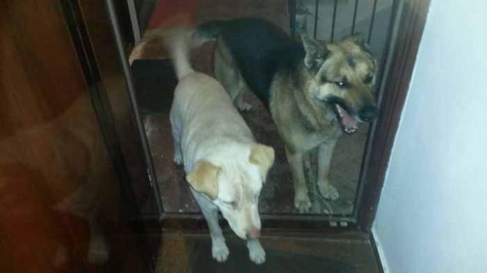 prietenii de pe scara blocului