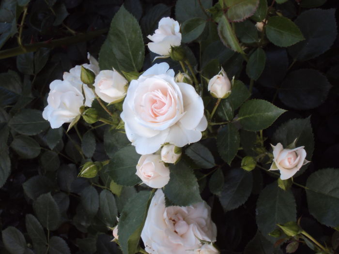 DSC08225 - Aspirin Rose