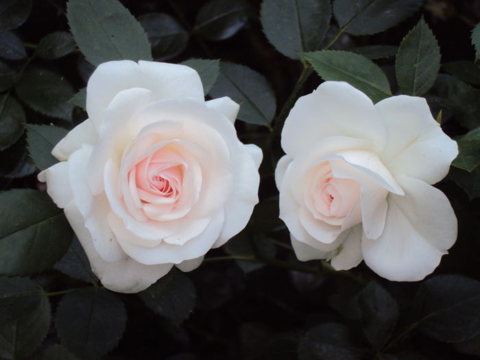 DSC08229 - Aspirin Rose