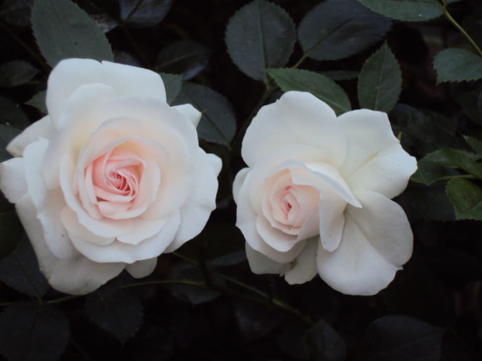 DSC08230 - Aspirin Rose