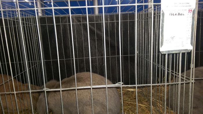 IMAG1609 - Expozitia Suceava editia -XIV-a ianuarie 2016