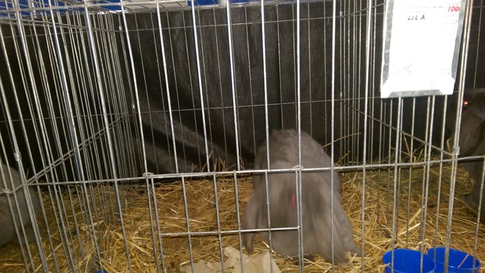 IMAG1610 - Expozitia Suceava editia -XIV-a ianuarie 2016