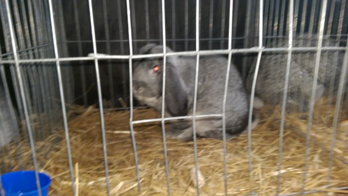 IMAG1612 - Expozitia Suceava editia -XIV-a ianuarie 2016