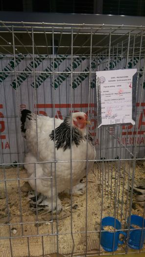IMAG1673 - Expozitia Suceava editia -XIV-a ianuarie 2016