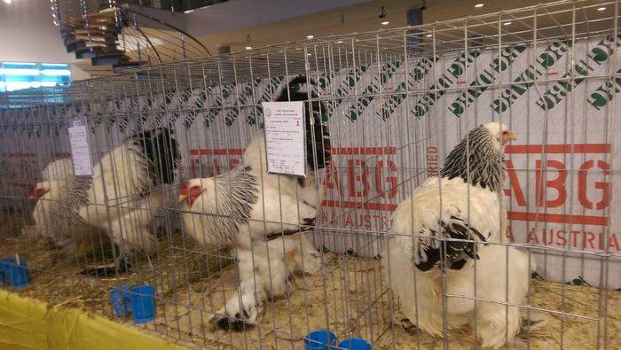 IMAG1674 - Expozitia Suceava editia -XIV-a ianuarie 2016