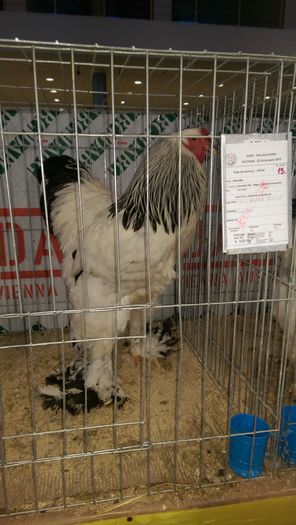IMAG1676 - Expozitia Suceava editia -XIV-a ianuarie 2016
