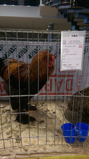 IMAG1682 - Expozitia Suceava editia -XIV-a ianuarie 2016