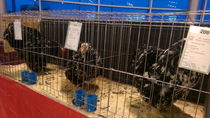 IMAG1691 - Expozitia Suceava editia -XIV-a ianuarie 2016