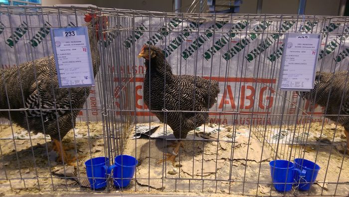 IMAG1703 - Expozitia Suceava editia -XIV-a ianuarie 2016
