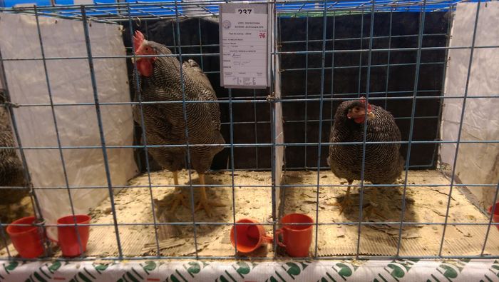 IMAG1706 - Expozitia Suceava editia -XIV-a ianuarie 2016