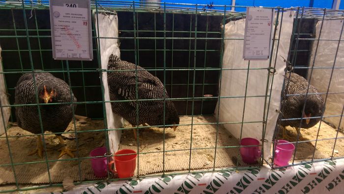 IMAG1707 - Expozitia Suceava editia -XIV-a ianuarie 2016