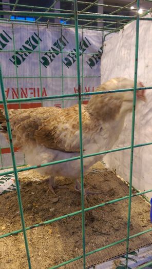 IMAG1720 - Expozitia Suceava editia -XIV-a ianuarie 2016